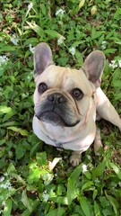 french bulldog puppy