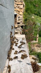 bees on take off