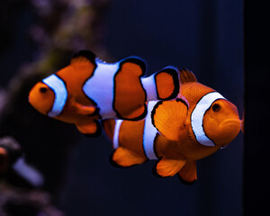 Fototapeta na wymiar Amphiprion ocellaris clownfish in reef aquarium 