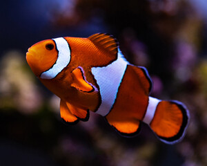 Amphiprion ocellaris clownfish in reef aquarium 