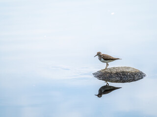 Common sandpiper, Actitis hypoleucos, resting lake shore with reflection in water.