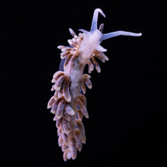 Aiptasia eating Berghia Nudibranch, black background