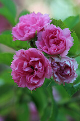 Pink rose flowers in close up