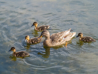 A family of ducks, a duck and its little ducklings are swimming in the water. The duck takes care of its newborn ducklings. Mallard, lat. Anas platyrhynchos