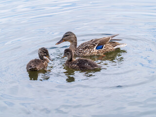 A family of ducks, a duck and its little ducklings are swimming in the water. The duck takes care of its newborn ducklings. Mallard, lat. Anas platyrhynchos