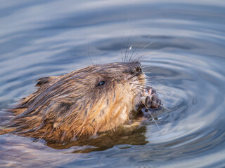 Muskrat, Ondatra zibethicuseats swiming at the surface of the lake water.