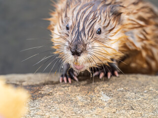 Wild animal Muskrat, Ondatra zibethicuseats, eats on the river bank