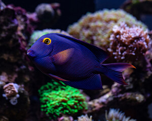 Yellow Eyed Kole Tang in reef aquarium, Ctenochaetus strigosus