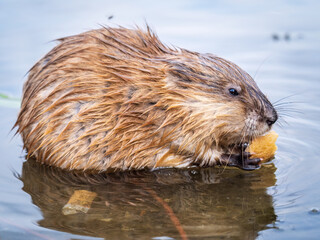 Wild animal Muskrat, Ondatra zibethicuseats, eats on the river bank