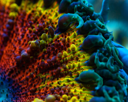 Rockflower Anemone multicolour, macro photo