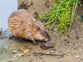 Portrait of a muskrat, ondatra zibethicus, rodent found in wetlands