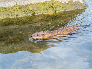 Muskrat, Ondatra zibethicuseats swiming at the surface of the lake water.