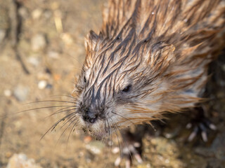 Portrait of a muskrat, ondatra zibethicus, rodent found in wetlands