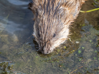 Portrait of a muskrat, ondatra zibethicus, rodent found in wetlands