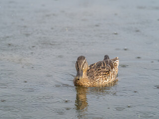 Mallard female Duck swims in the pond in the rain.