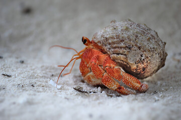 red hermit crab sand beach maldives beach 