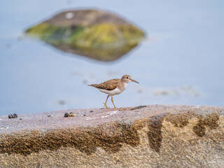 Common sandpiper, Actitis hypoleucos, resting lake shore under raindrops.