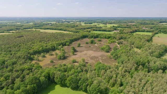 Aerial view, flying sidewards, of nature reserve Vasser Heide with heather field and forest, Haarle, Twente, Overijssel, Netherlands.