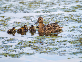 A family of ducks, a duck and its little ducklings are swimming in the water. The duck takes care of its newborn ducklings. Mallard, lat. Anas platyrhynchos