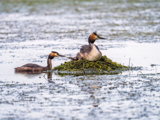 A pair of water birds, Great Crested Grebe, feeding chick at nest.