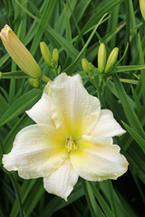 White daylily flower in close up