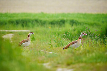 Obraz na płótnie Canvas Egyptian geese on a field (Alopochen aegyptiaca)