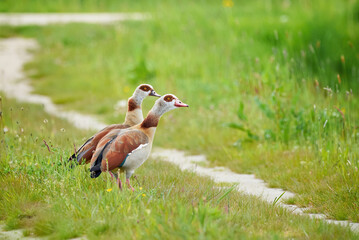 Egyptian geese on a field (Alopochen aegyptiaca)