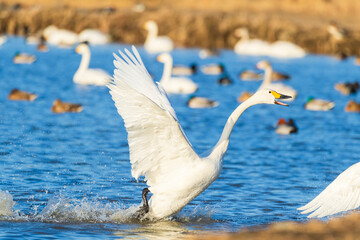 越冬地に飛来してきた白鳥