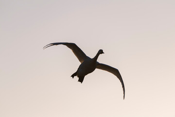 越冬地に飛来してきた白鳥
