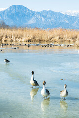 真冬の湖とカモ