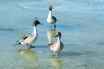 真冬の湖とカモ