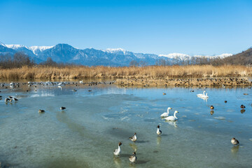 越冬地に飛来してきた白鳥