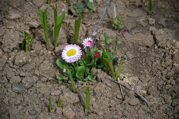 White flower in the garden