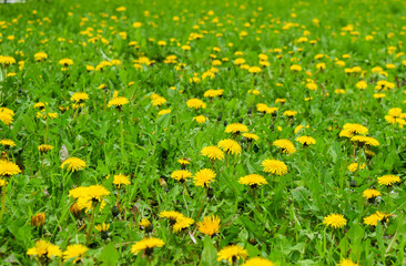 Yellow dandelions in the field in the park in spring