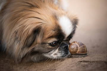 Pies rasy pekińczyk obwąchuje ślimaka