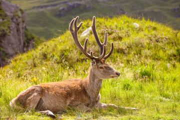 Red Deer stag in the Highlands of Scotland.