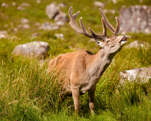 Red Deer stag in the Highlands of Scotland.