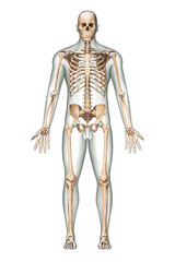 Anterior view of accurate human skeletal system with skeleton bones and adult male body isolated on white background 3D rendering illustration. Anatomy, medical, science, osteology concept.