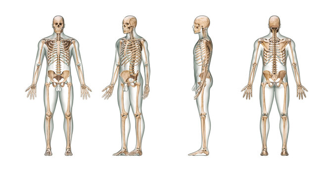 Accurate human skeletal system with adult male skeleton and body on white background 3D rendering illustration. Anterior, lateral and posterior view. Anatomy, medical, osteology, science concept.