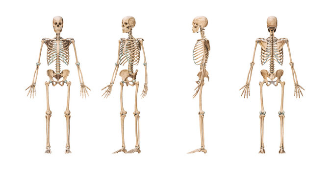 Accurate human skeletal system with adult male skeleton isolated on white background 3D rendering illustration. Anterior, lateral and posterior view. Anatomy, medical, osteology, science concept.