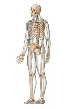 Anterior three_quarter view of accurate human skeletal system with skeleton bones and adult male body isolated on white background 3D rendering illustration. Anatomy, medical, osteology concept.