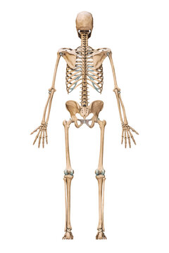 Posterior or back view of accurate human skeletal system with skeleton bones of adult male isolated on white background 3D rendering illustration. Anatomy, medical, science, osteology concept.