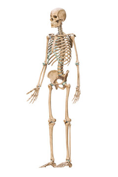 Anterior three-quarter view of accurate human skeletal system with skeleton bones of adult male isolated on white background 3D rendering illustration. Anatomy, medical, science, osteology concept.