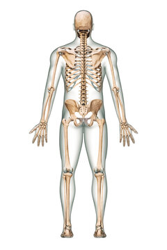 Posterior or back view of accurate human skeletal system with skeleton bones and adult male body isolated on white background 3D rendering illustration. Anatomy, medical, science, osteology concept.