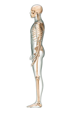 Lateral or profile view of accurate human skeletal system with skeleton bones and adult male body isolated on white background 3D rendering illustration. Anatomy, medical, science, osteology concept.