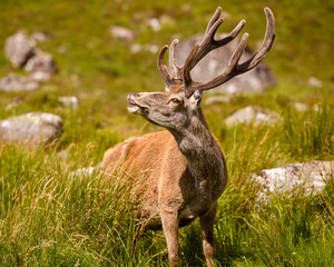 Naklejka na ściany i meble Red Deer stag in the Highlands of Scotland.