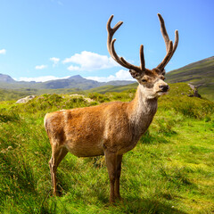 Red Deer stag in the Highlands of Scotland.