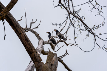 Two Cormorants Perched On A Tree Limb Against A Grey Sky