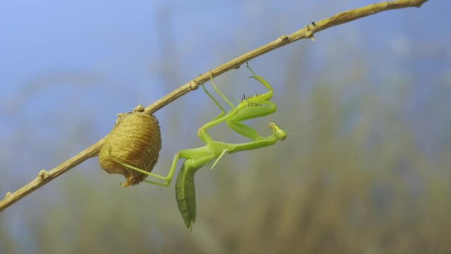 Green praying mantis sitting on bush branch next to Ootheca (Oviparity) on blue sky background