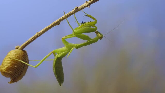 Close-up of green praying mantis sitting on bush branch next to Ootheca (Oviparity) on blue sky background